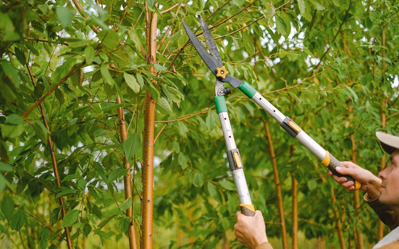 Tree trimming in Kittanning, PA